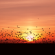 Imagen para el artículo titulado Mira cómo migran 118 especies de aves en esta animación del continente americano